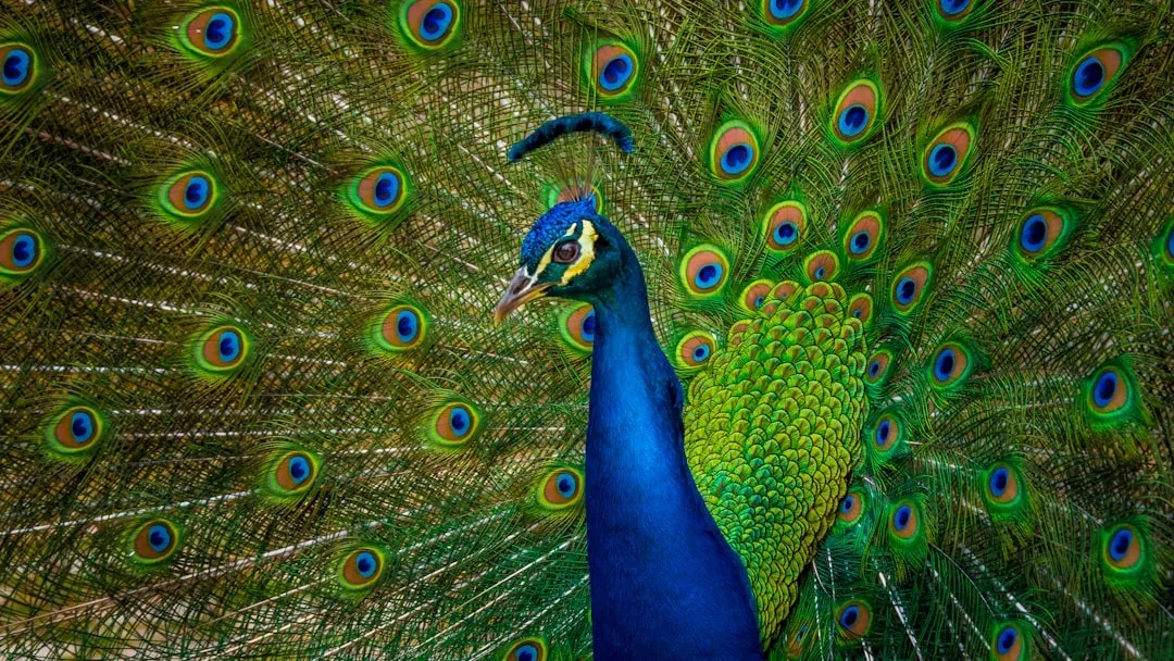 The Peacock Paradox