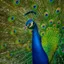 The Peacock Paradox
